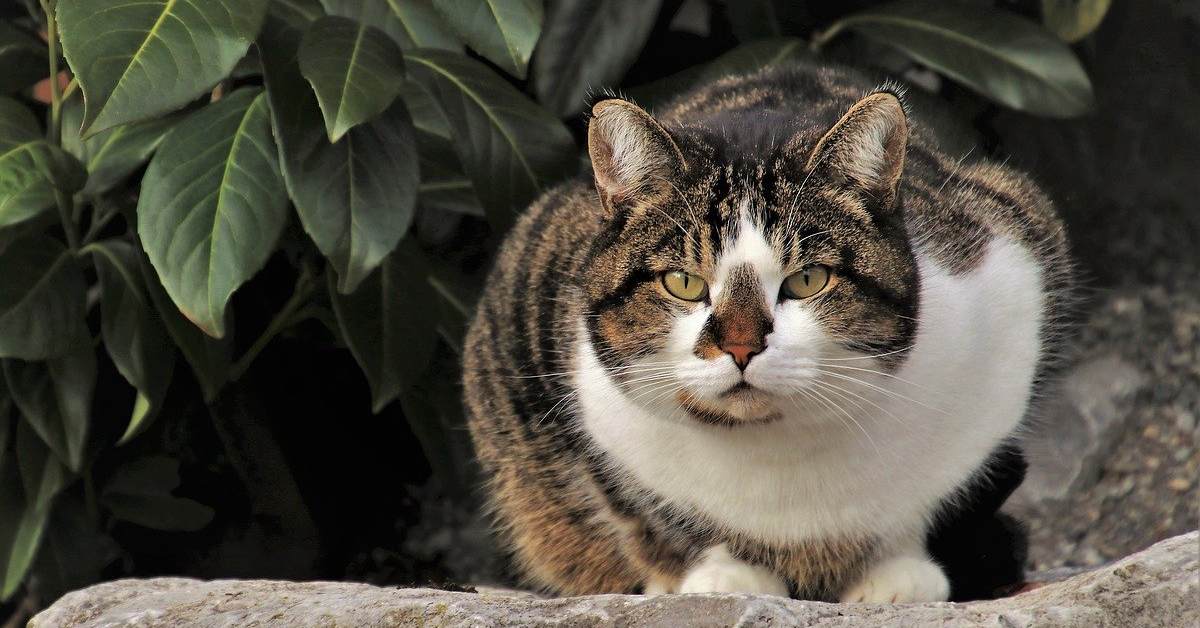 Perché il gatto si accovaccia sempre?