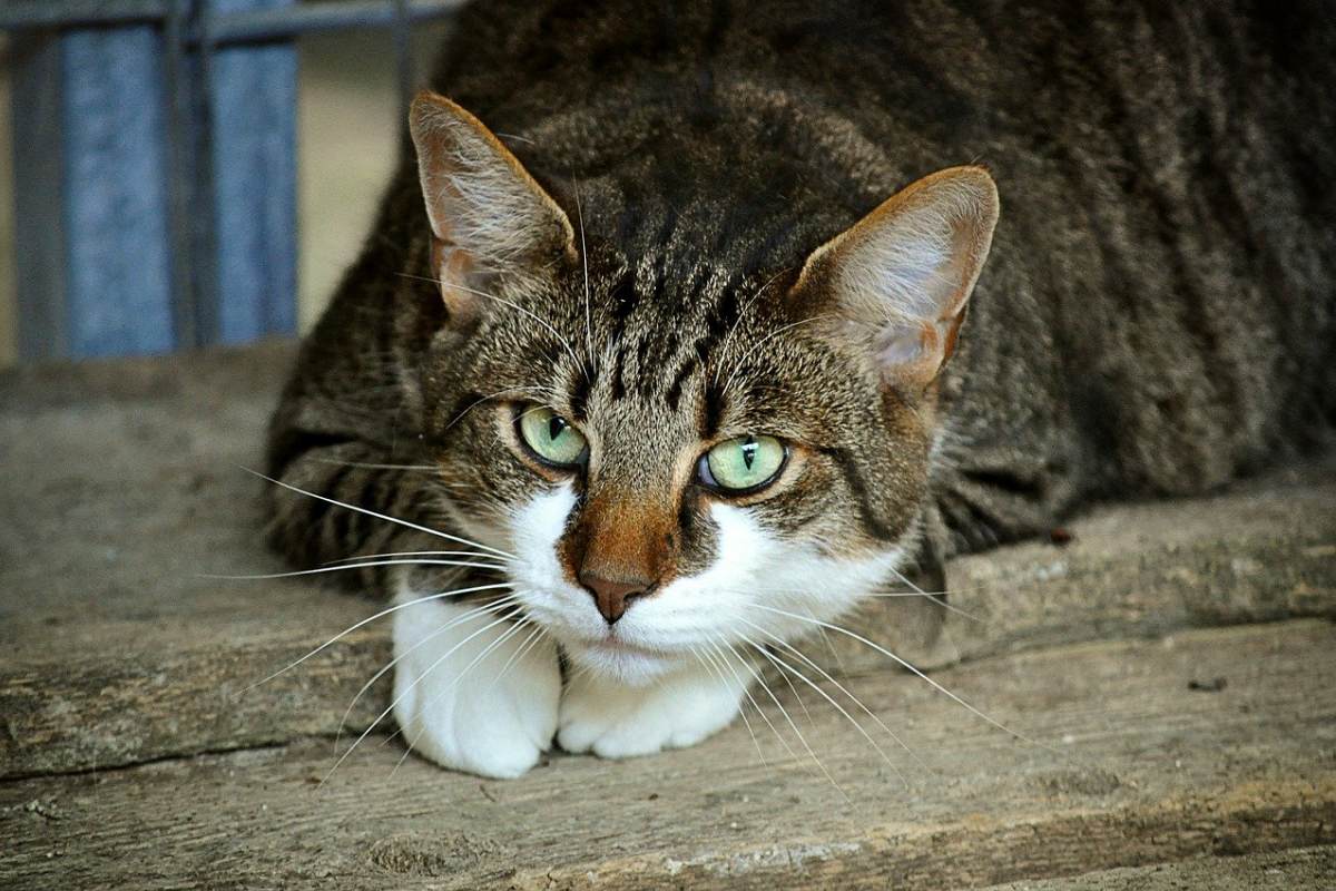 gatto tigrato che riposa