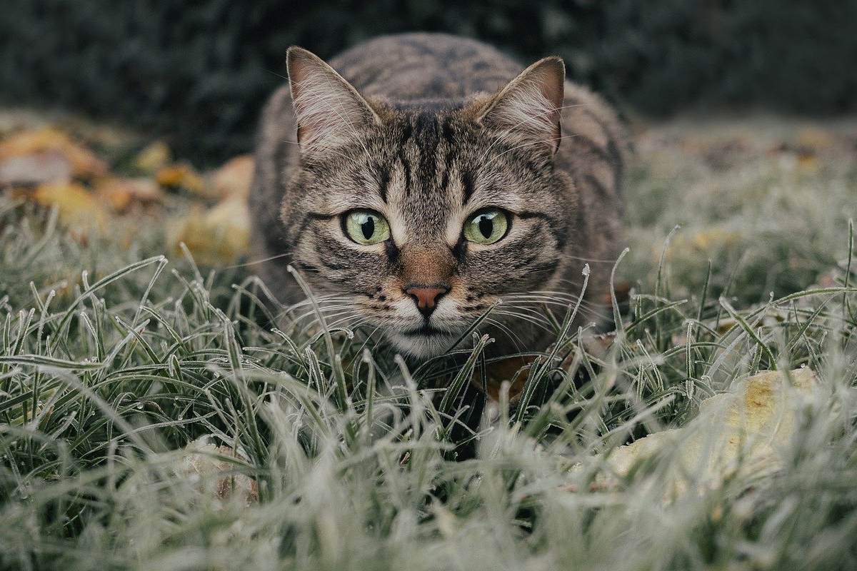 gatto che si prepara ad attaccare una preda