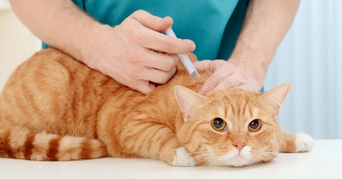 Perché vaccinare il gatto? Ecco a cosa serve