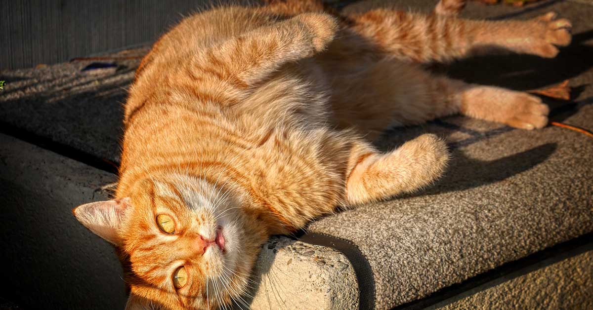 perché i gatti rotolano