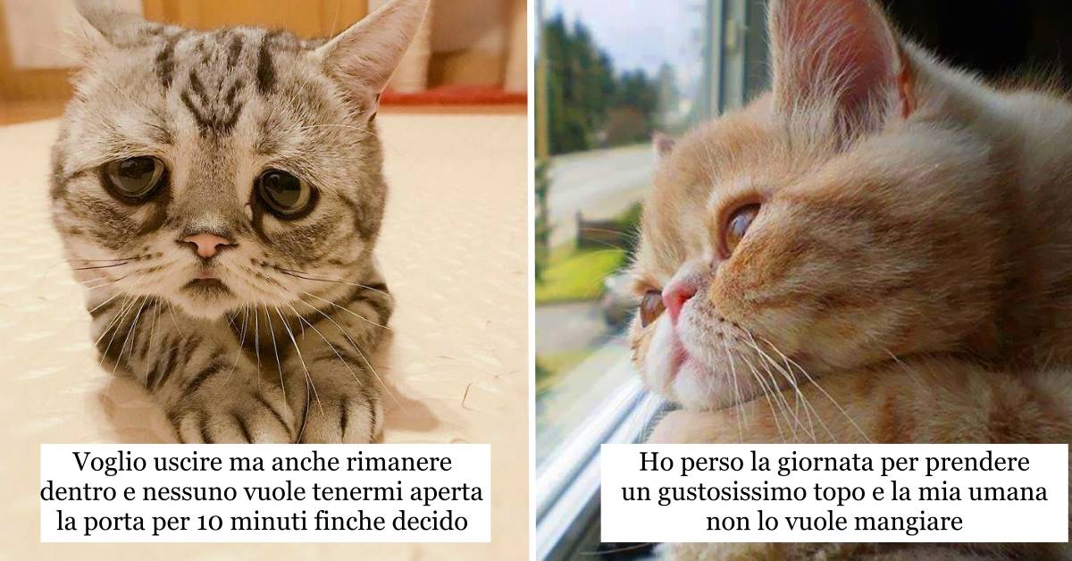 I 14 divertenti problemi dei gatti che probabilmente nessuno ha mai pensato prima