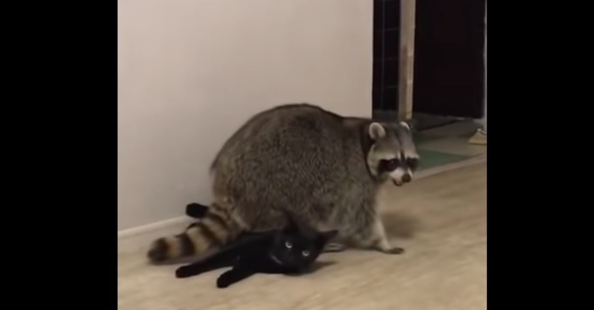 Un gattino reagisce in una insolita maniera quando un procione si siede sopra di lui (VIDEO)