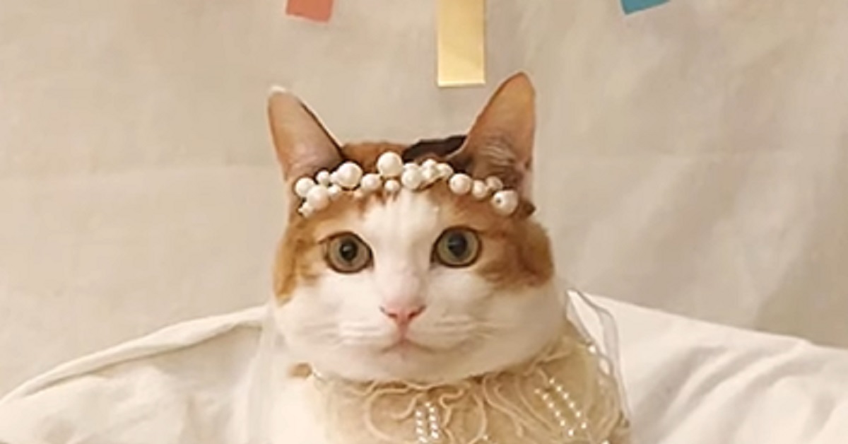 Questa gattina ha fatto la festa di compleanno più speciale di sempre, capirete il perché dal video