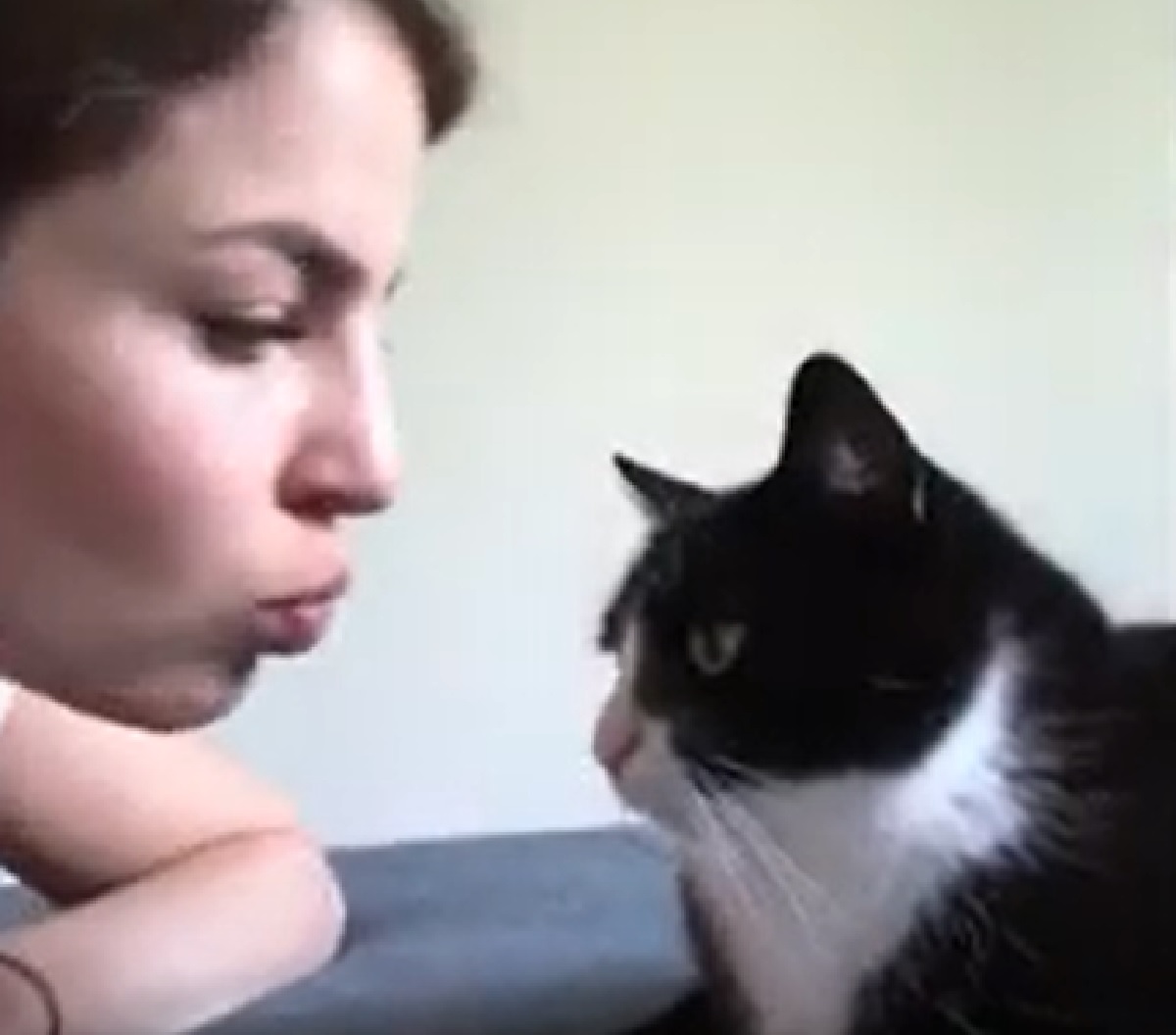 gattina tuxedo cleo i baci con amburgo
