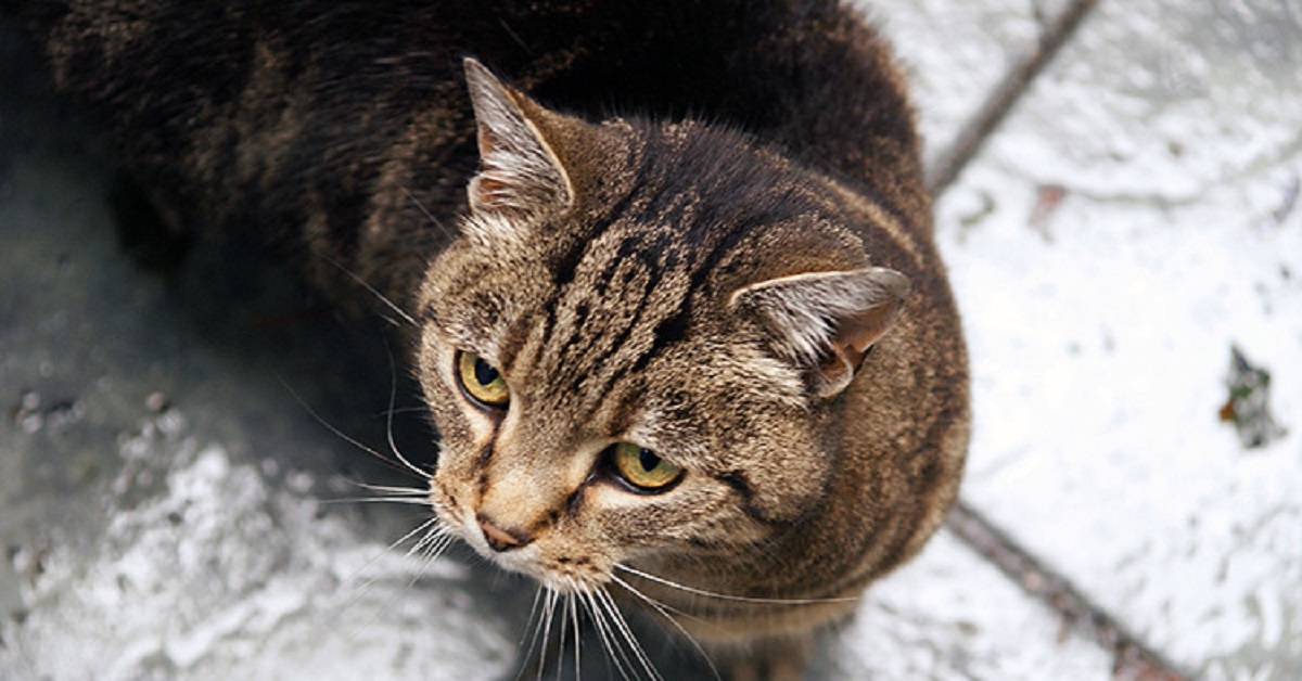 Questo gattino è un maestro nel fuggire, il video è da non perdere