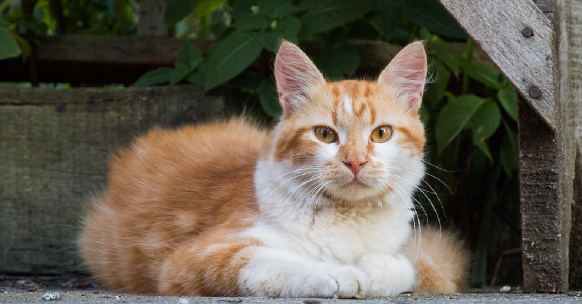 Questo gattino ha un modo “rumoroso” per dire che ha fame, il video