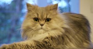 Questo gattino Persiano ha una particolare ossessione, il video vi svelerà quale