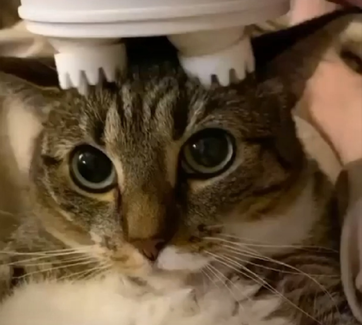 juice gattino massaggi sulla fronte