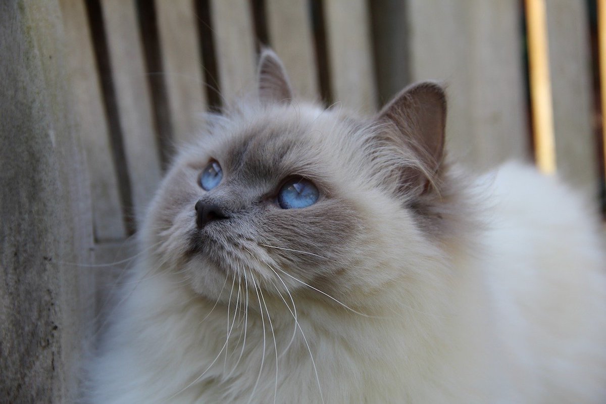 ragdoll pelo voluminoso