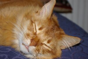 gatto rosso dormicchia
