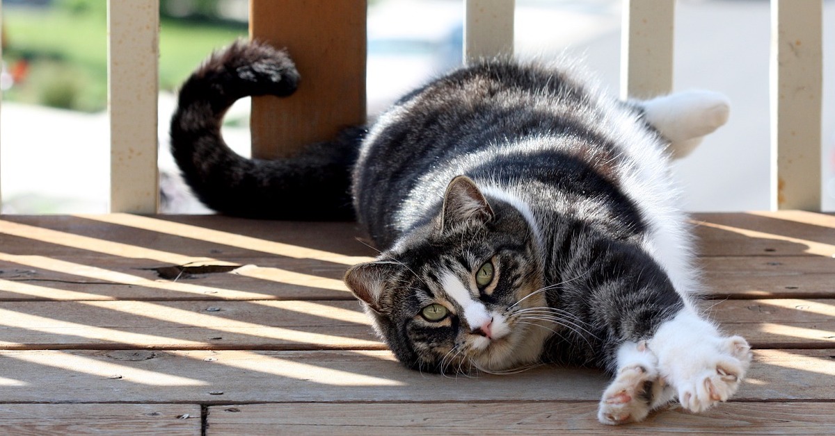 gatto si stiracchia