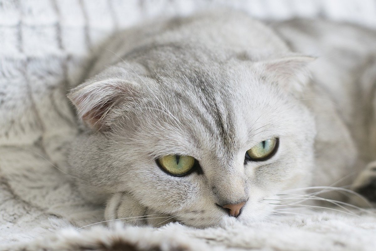 scottish fold sguardo tenero