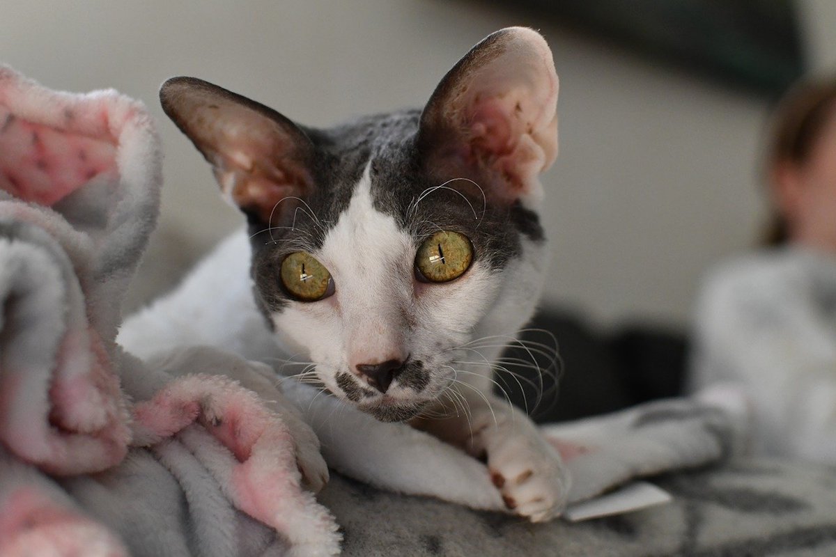 cornish rex colorato