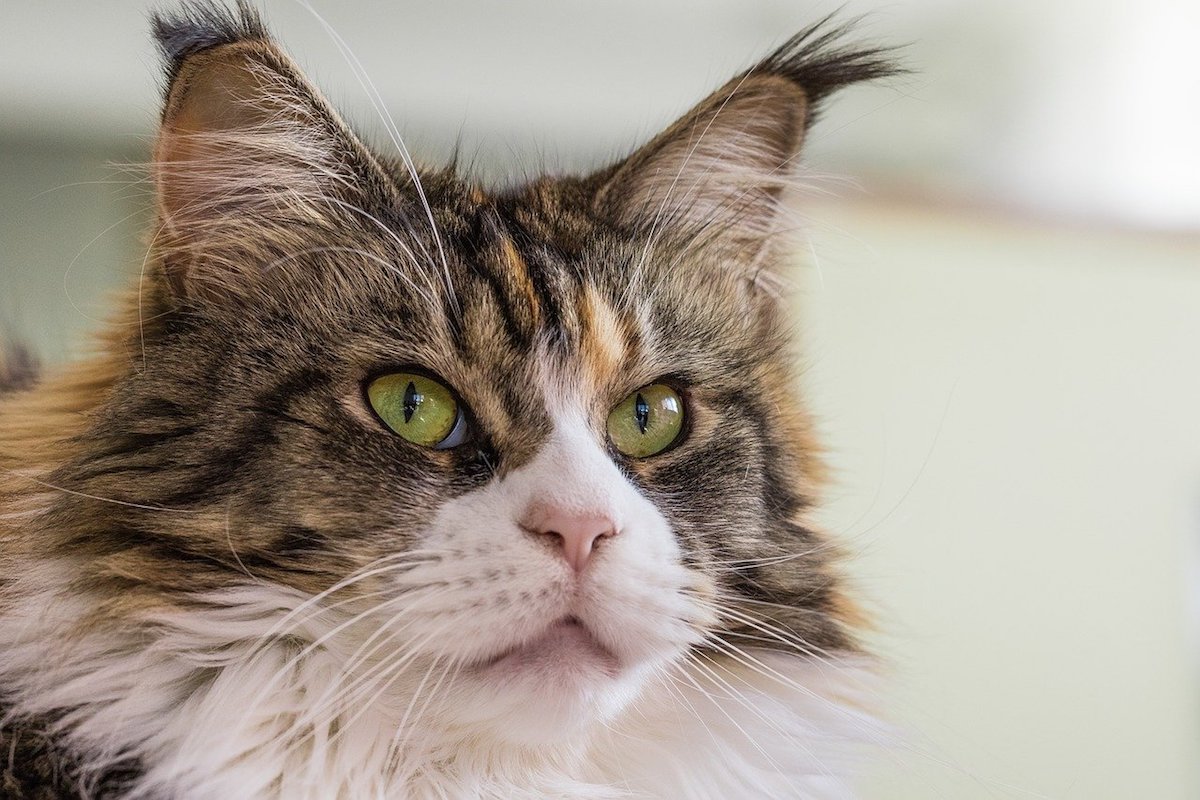 maine coon orecchie con ciuffo