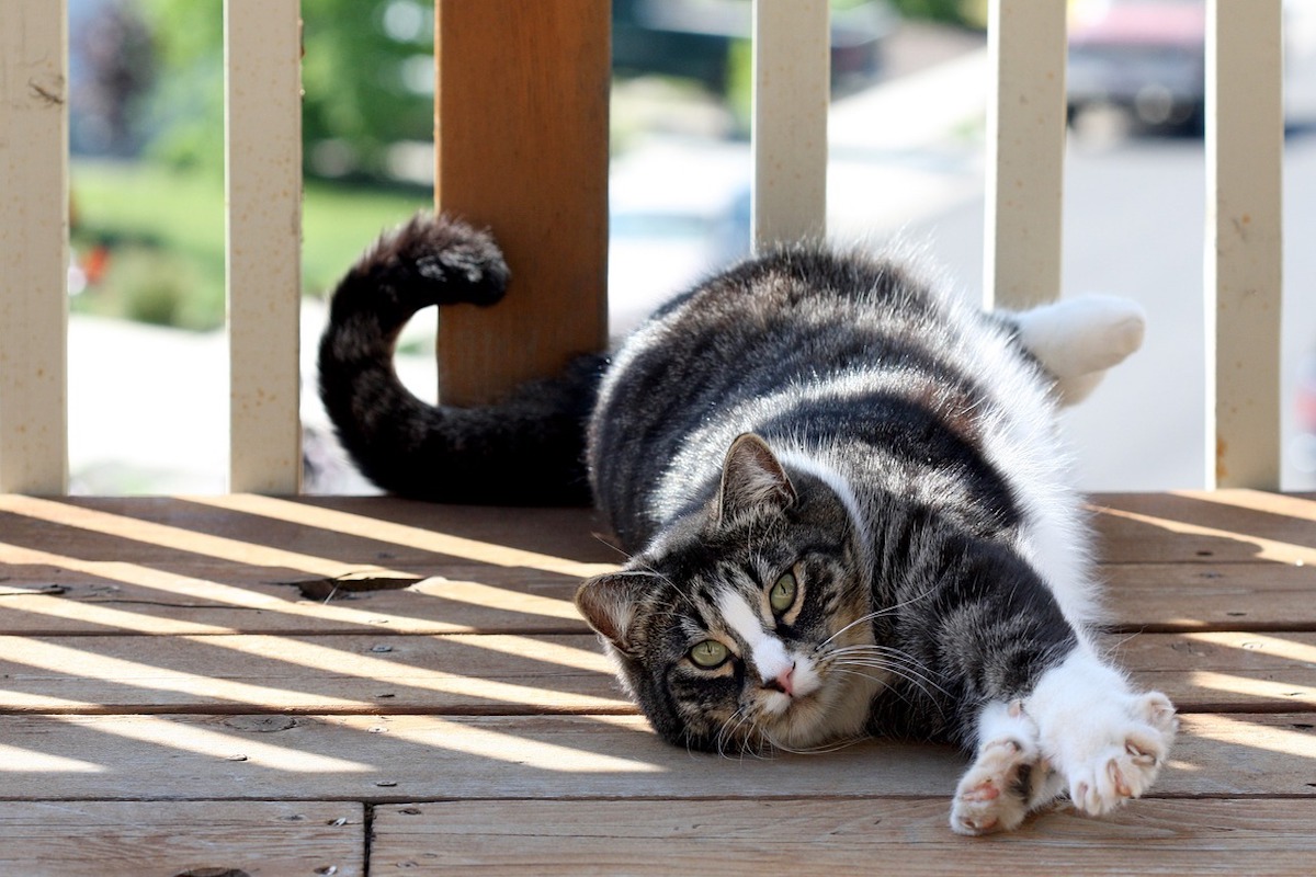 american shorthair si rilassa