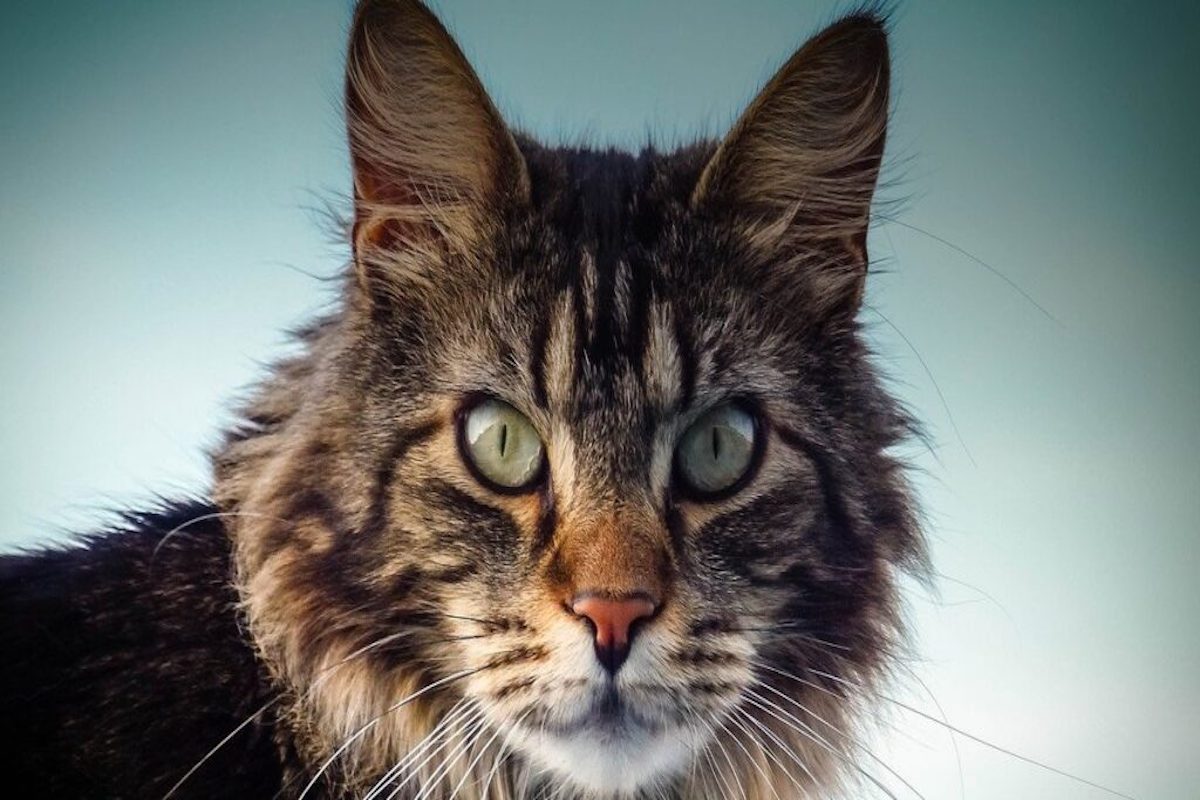 maine coon sguardo intenso