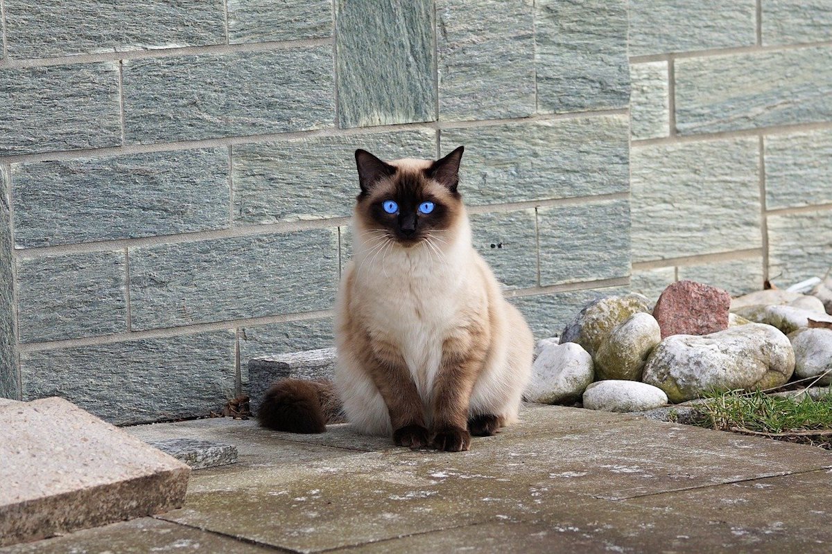 siamese occhi bellissimi