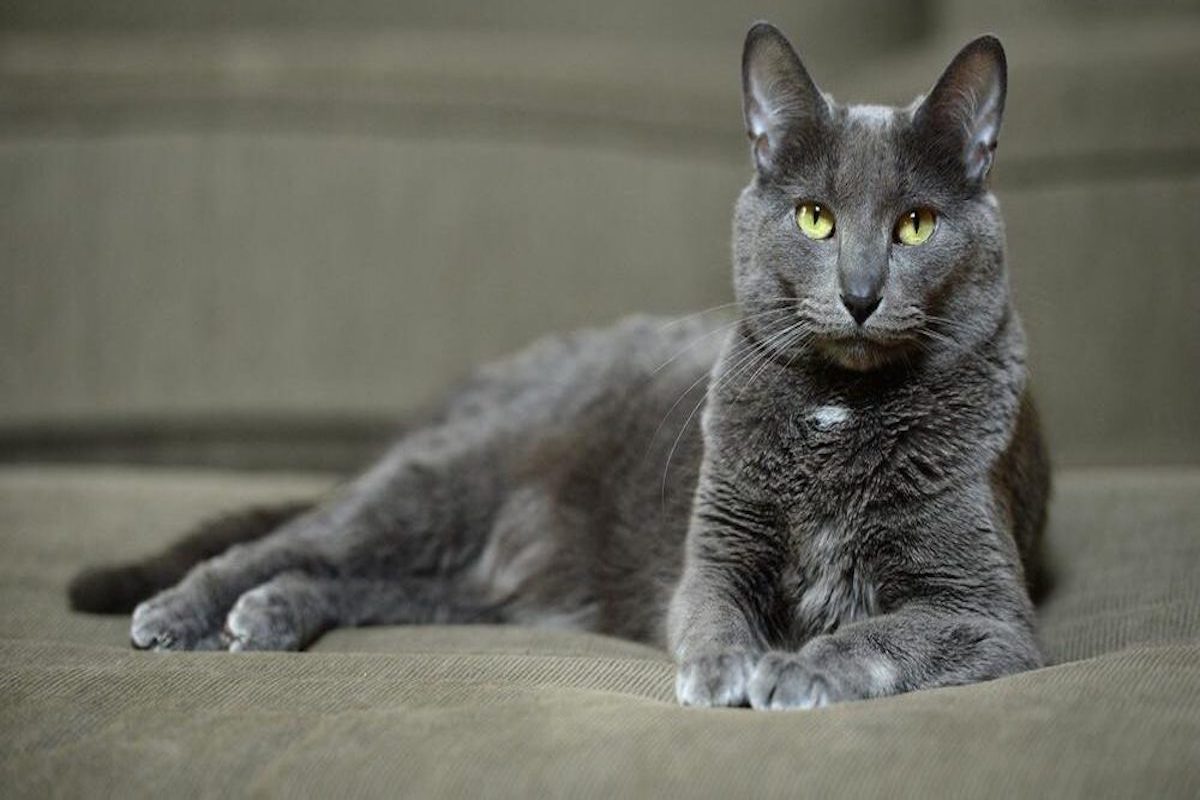 korat elegante