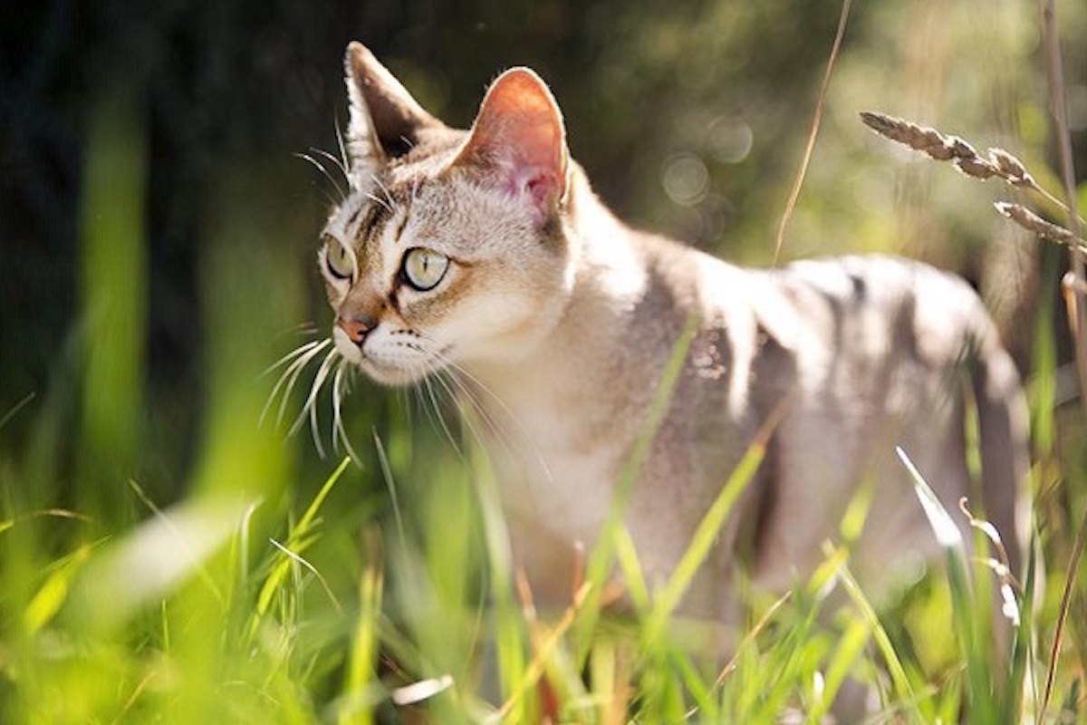 10 razze di gatti che vanno d’accordo con il Singapura