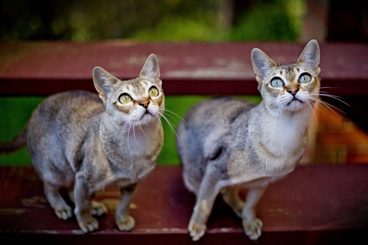 gatti singapura
