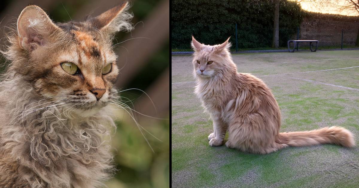 Razze di gatti con ciuffi auricolari buffissimi