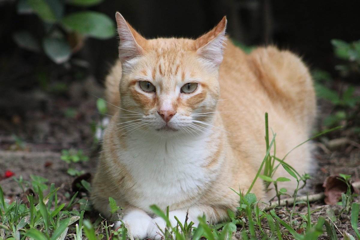 gatto arancione e bianco