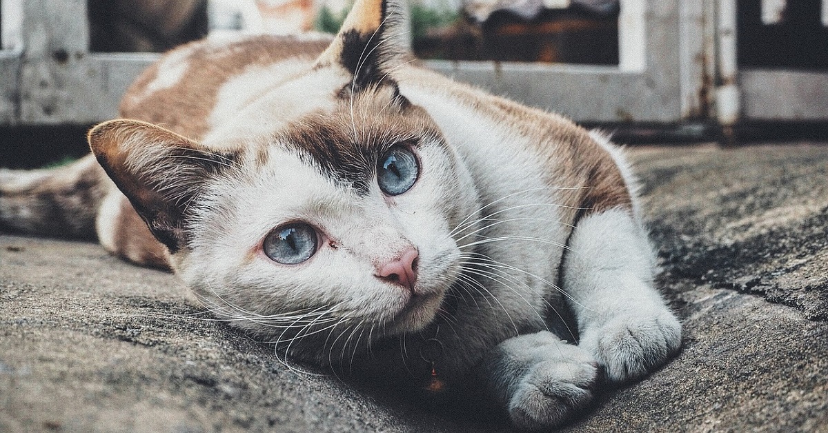 L’incredibile trasformazione del gattino selvatico, trasandato e malato (VIDEO)