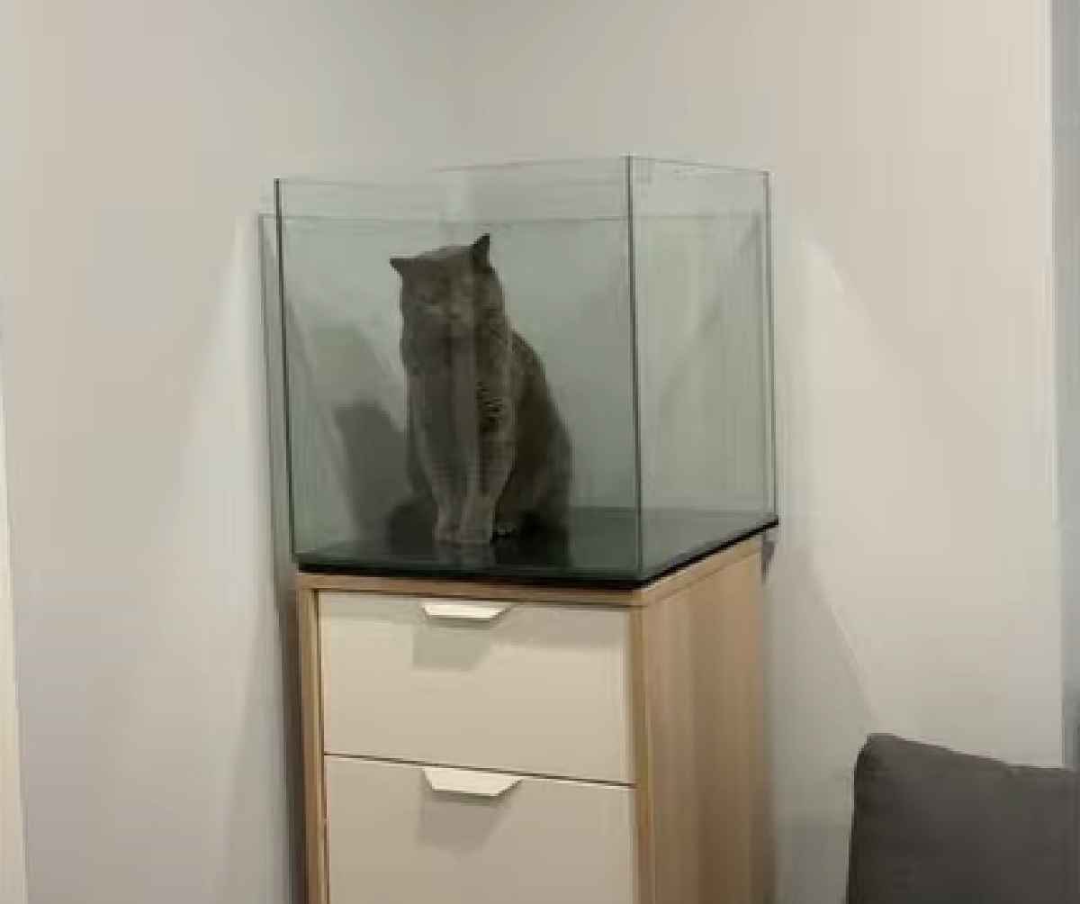 harvey gattino british finisce dentro acquario vuoto