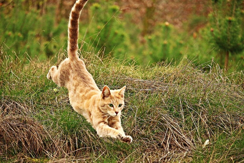 micio agilità salto