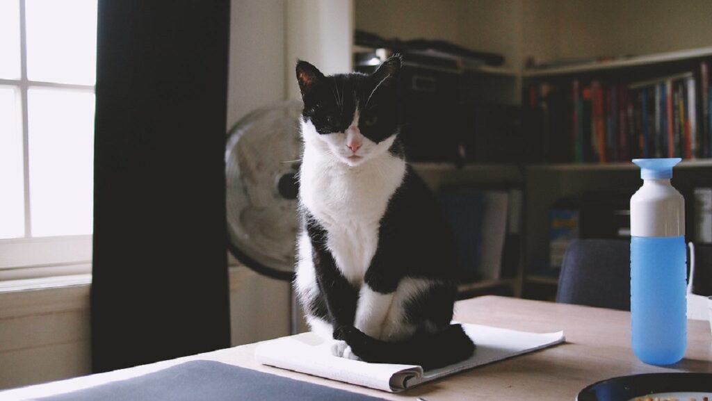 gatto casa scrivania