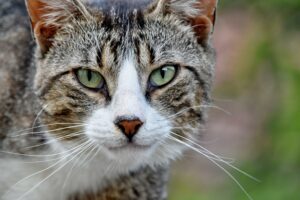 10 cose sbagliate sui gatti diventate dei falsi miti