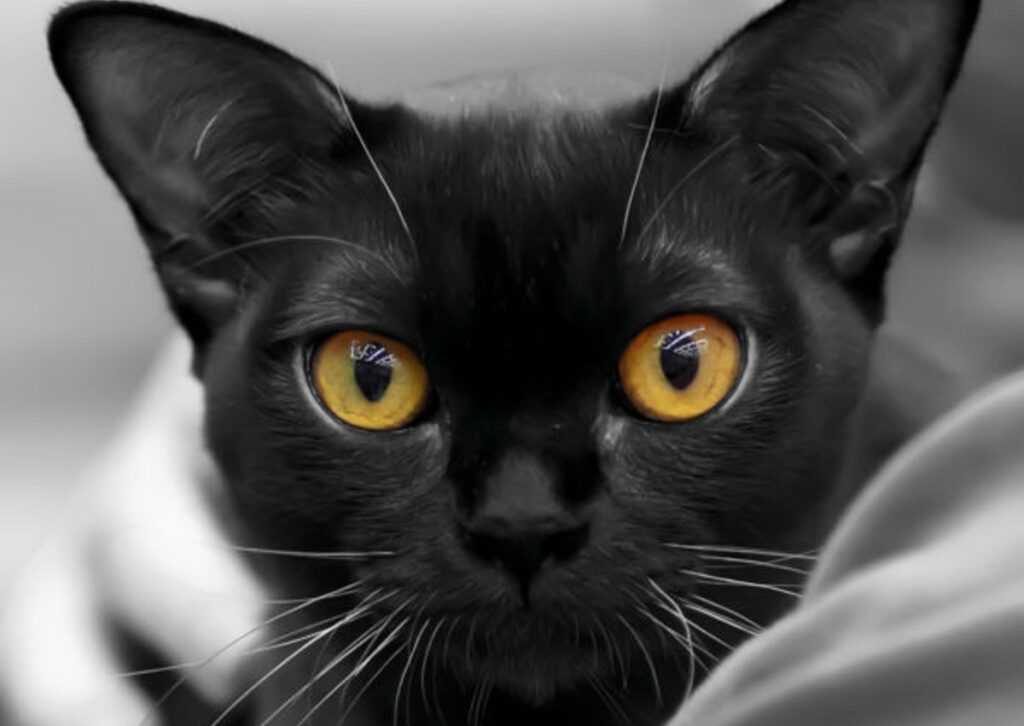 gatto nero occhi