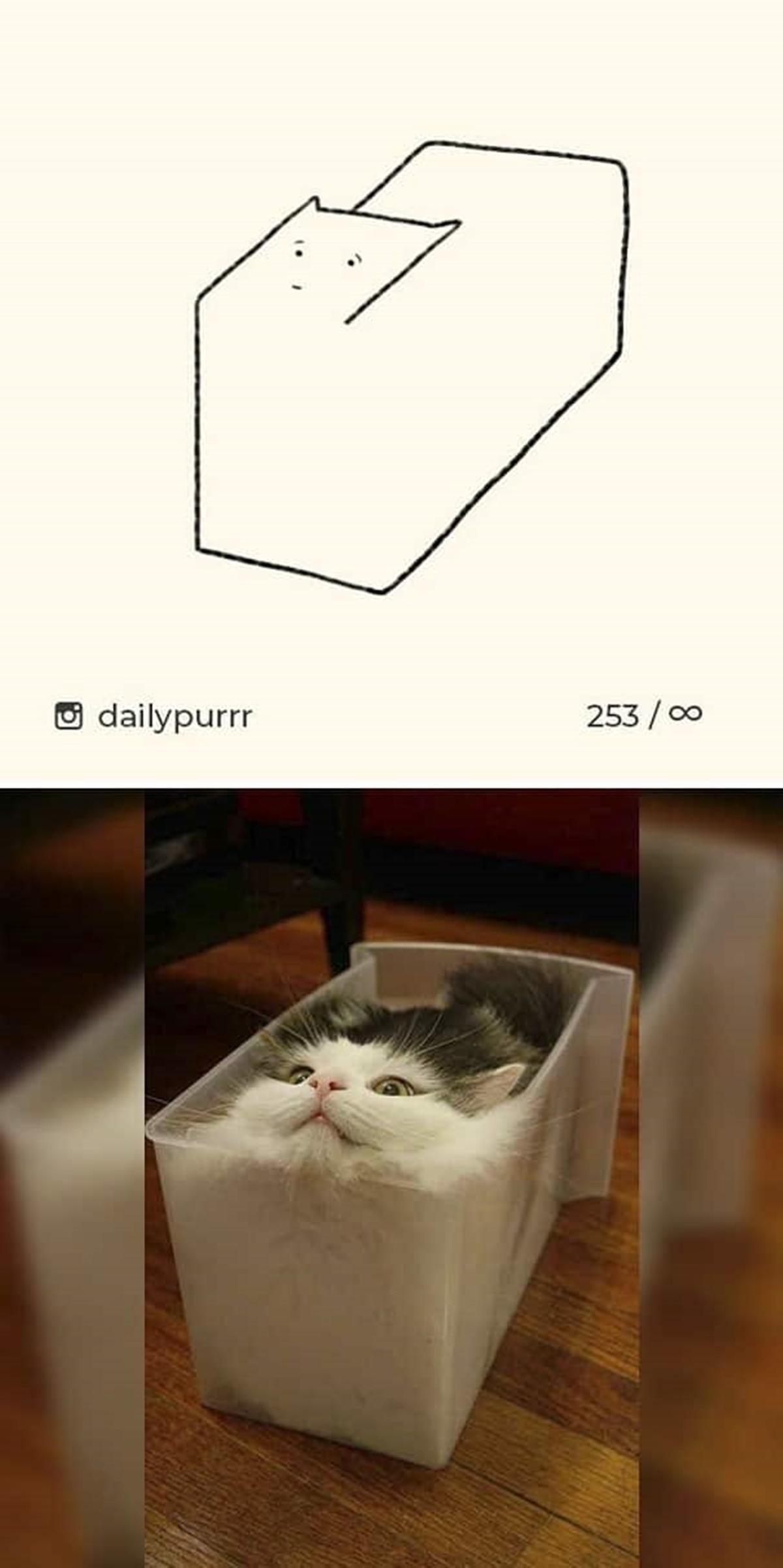 10 disegni di gatti-gatto in una scatola trasparente