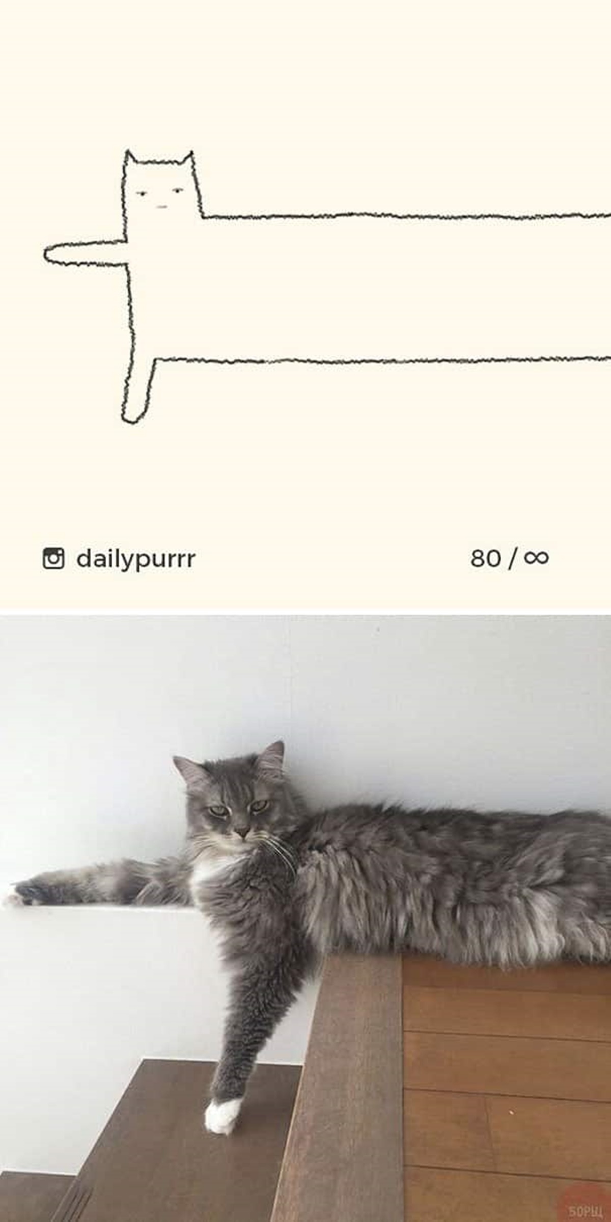 gatto sulle scale