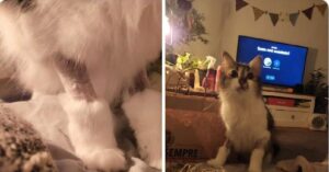 10 foto di gatti dopo il veterinario