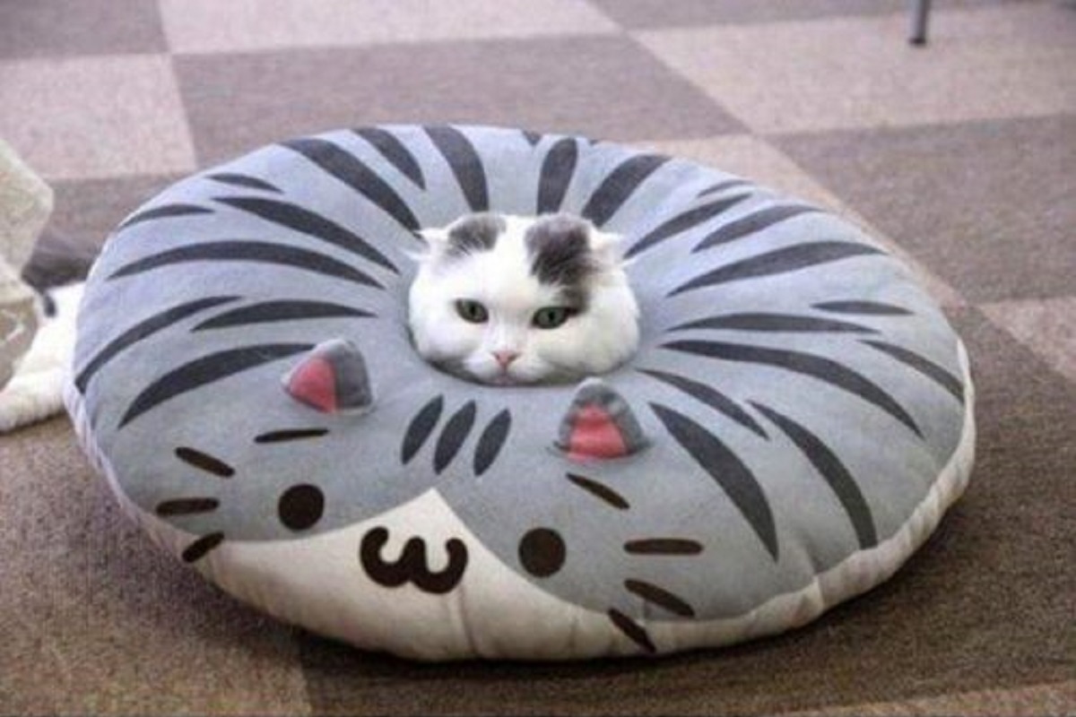 gatto cuscino