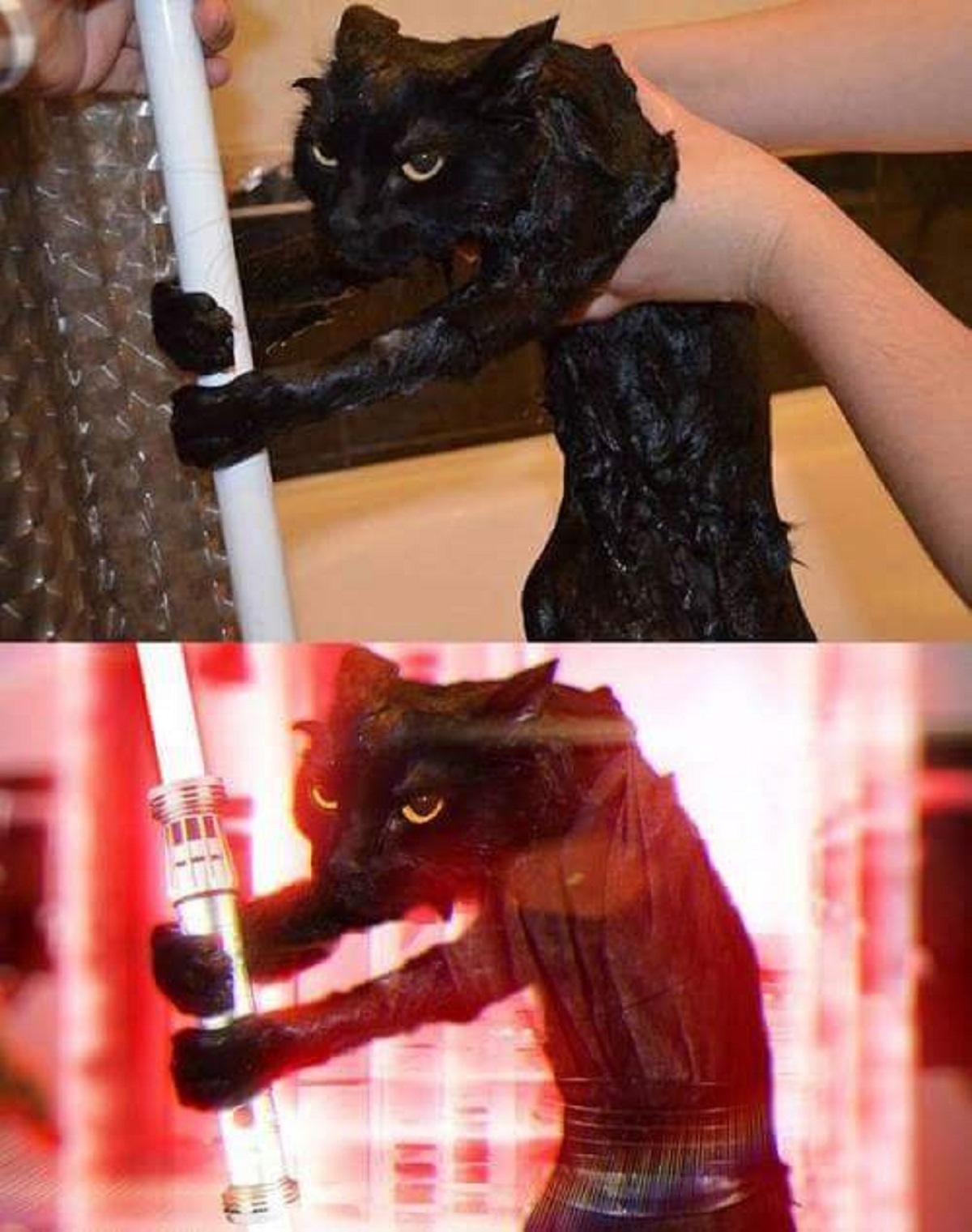 10 foto esilaranti di gatti-gatto con spada laser