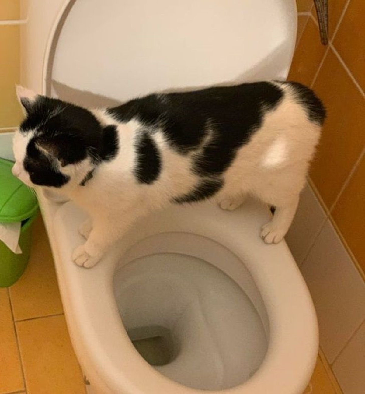 10 gatti che hanno avuto un passato da umano-gatto che sta in bagno