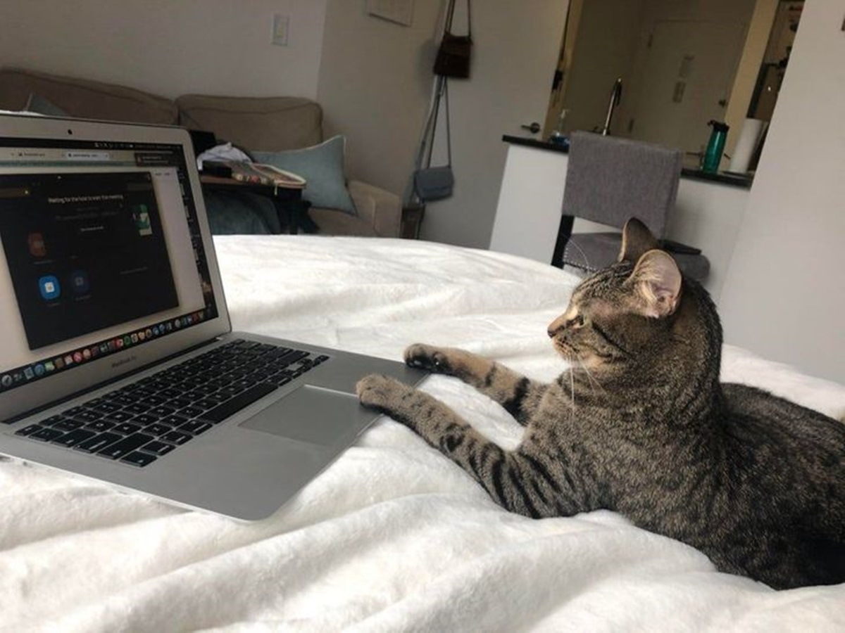 gatto che fa lezione online