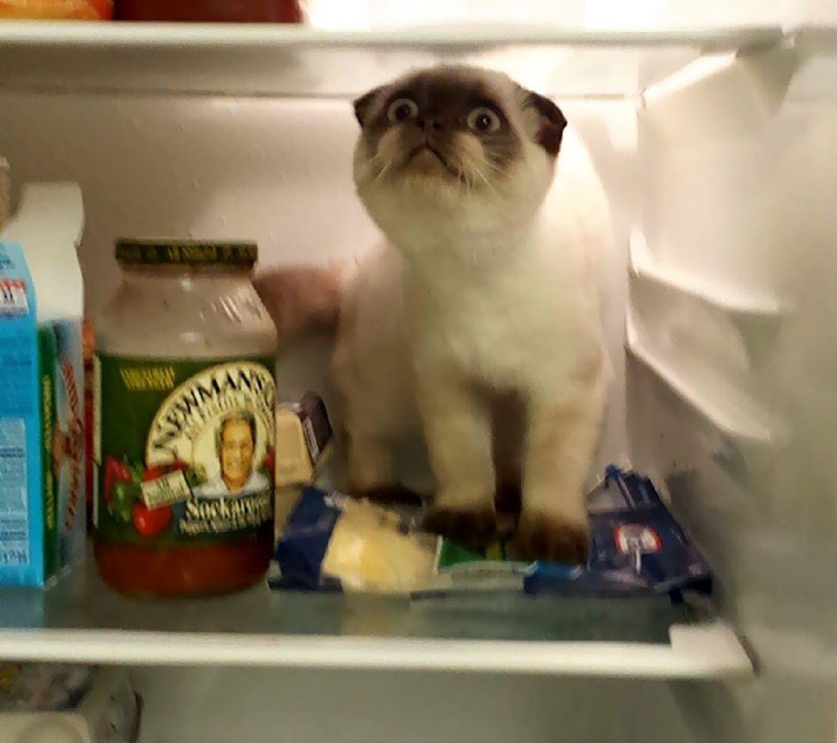 gatto e frigo