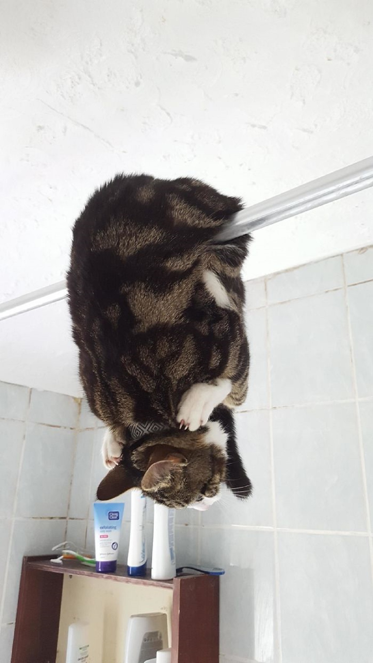 10 gatti che si comportano in maniera inspiegabile-doccia da funamboli