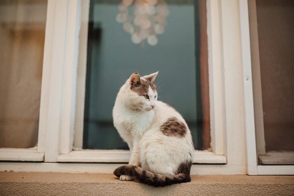 gatto odia profumo