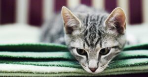 10 modi di fare che il tuo gatto non sopporta