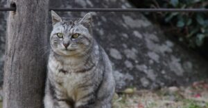 10 modi efficaci per ritrovare il gatto scomparso