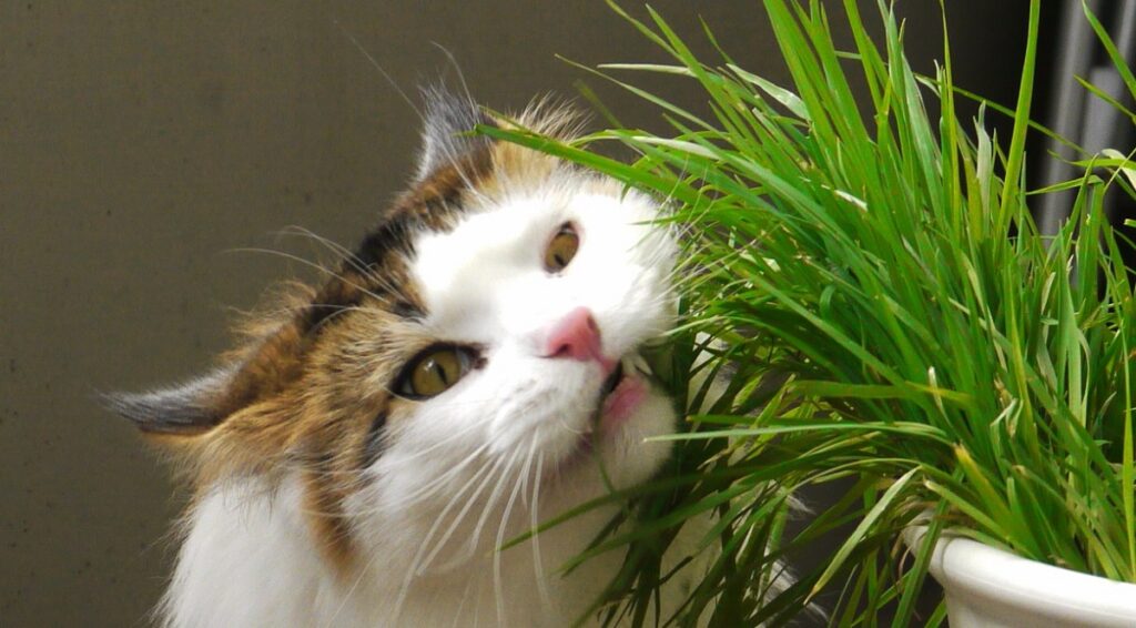 mangiare erba gatto