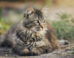 10 modi per capire se il gatto ha il glaucoma