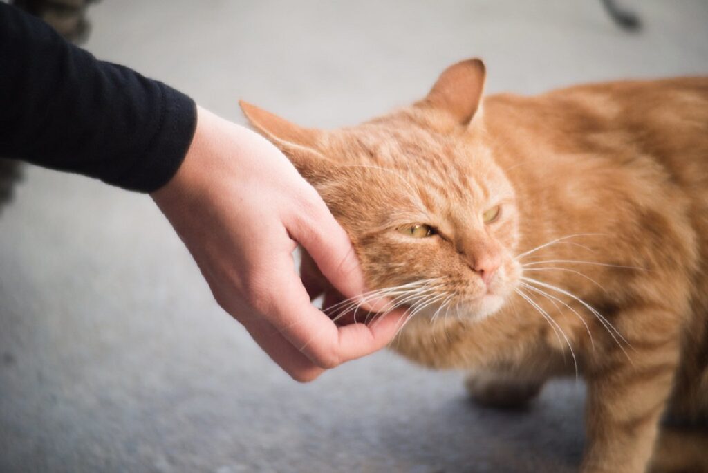 micio coccole mano