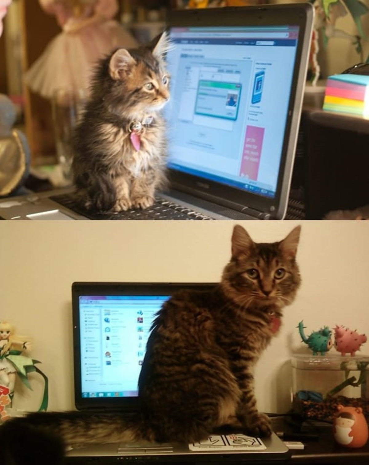 10 prima e dopo di gatti-gatto sul pc