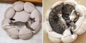 10 prima e dopo di gatti che dimostrano l’impatto di una casa amorevole su di loro